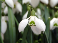 Galanthus Bertram Anderson